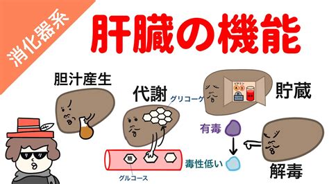 肝臓の解毒機能を強化する：