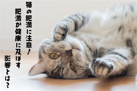 肥満がシニア猫に与える影響