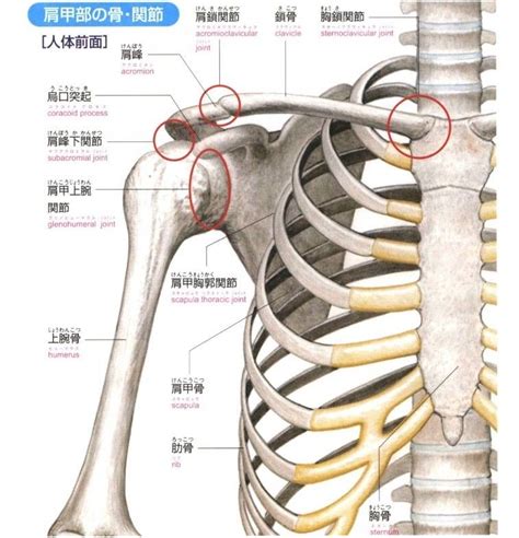 肩関節:
