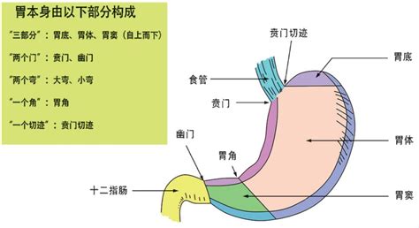 胃爽：讓您的胃部如沐春風！