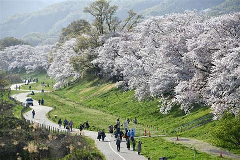 背割堤