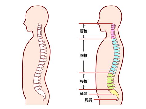 背骨が出るほどの痩せ