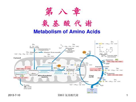 胺基酸代謝：