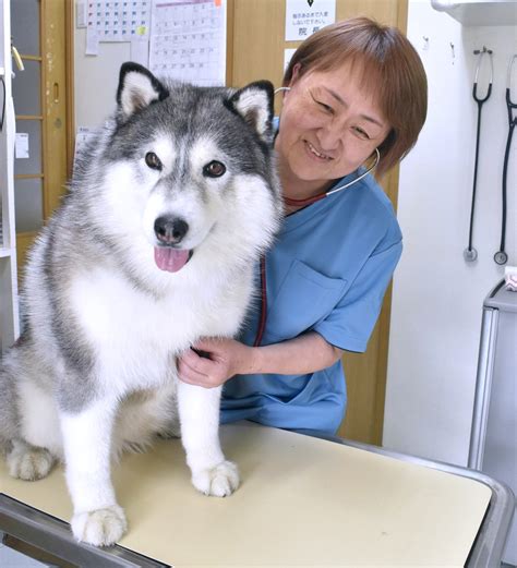 能代動物病院で最高の獣医療をペットに