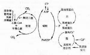 能量代謝：