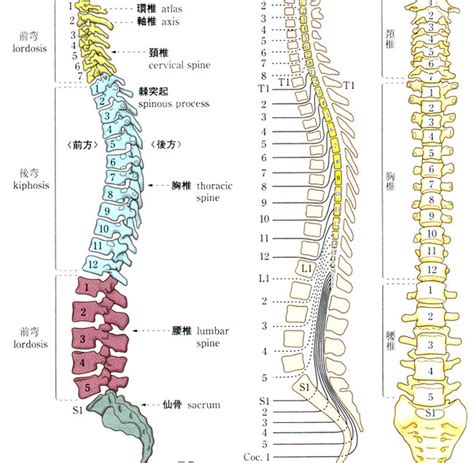 脊椎の保護: