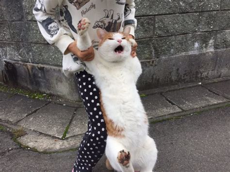 脱走猫の深刻さ