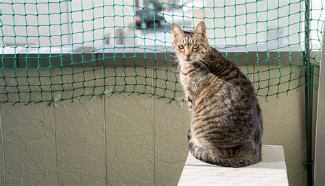 脱走猫を防ぐための包括的なガイド