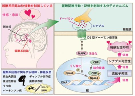 脳内物質のドーパミンとエンドルフィンの放出：