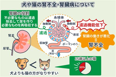 腎不全を患う動物にグリーン トライプを与えることは、いくつかの利点があると考えられています。