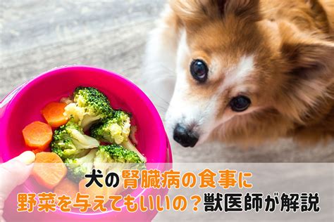 腎臓病の愛犬のための厳選おやつ：健康と幸せを保ちながらおいしく栄養を補給