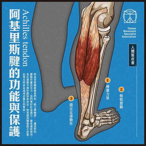 腳後跟的結構與功能