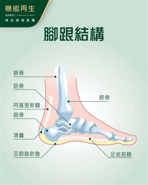 腳跟的解剖結構和功能