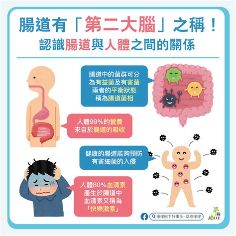 腸道健康的益處