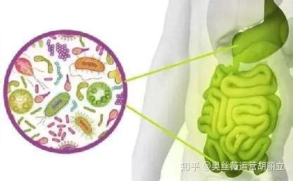 腸道菌群失衡：現代人的健康危機