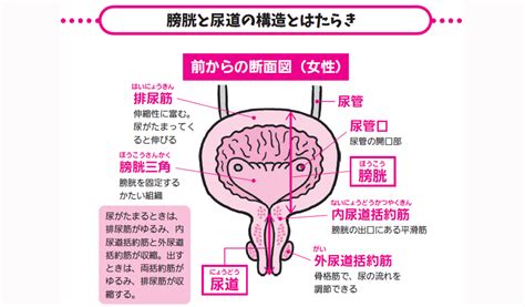 膀胱の容量不足：