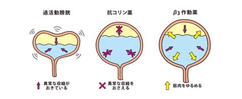 膀胱容量の増加: