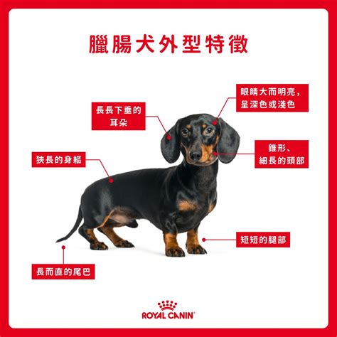 臘腸犬：小型犬中的巨人