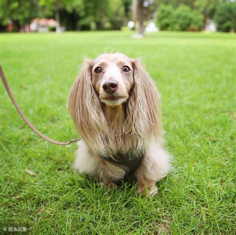 臘腸犬：您生活中的完美夥伴