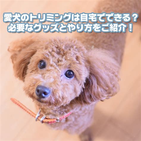 自宅トリミングで愛犬を美しく！