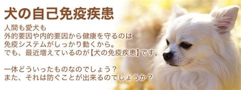 自己 免疫 疾患 犬 寿命