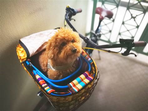 自転車 犬