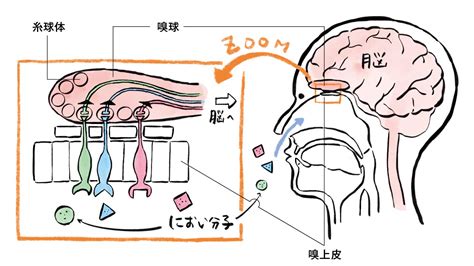 臭いのメカニズム