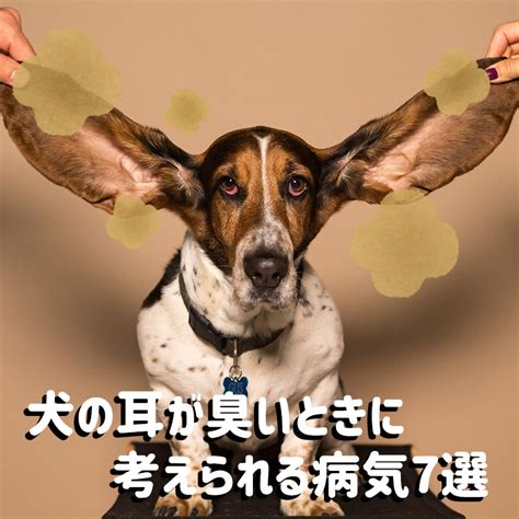 臭い 犬