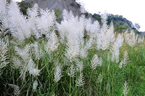 芒花是什麼？