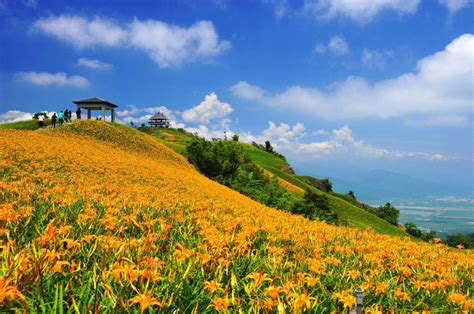 芙蓉花季：60天賞花奇觀，全台賞花景點總整理