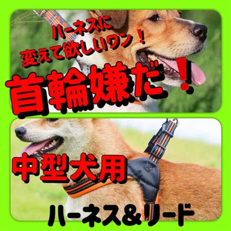 花のハーネス: 愛犬のためのエレガントで機能的なアクセサリー