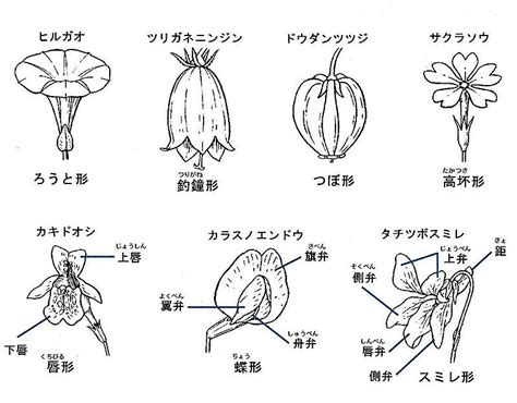 花の形：