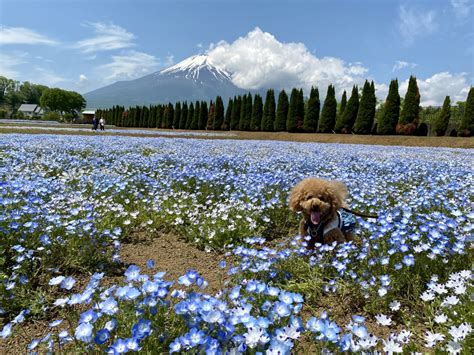 花の都公園で愛犬と過ごす、心躍るひととき