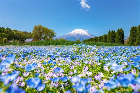 花月園 山中湖: 日本屈指の絶景リゾートを徹底解剖