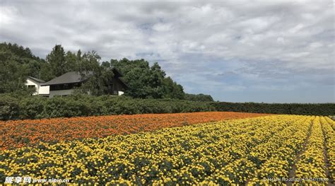 花田美景：