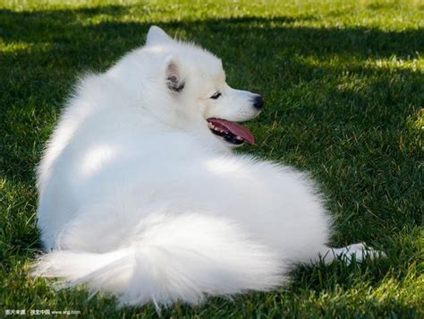 苔原犬糧：滿足愛斯基摩犬特殊營養需求的終極指南