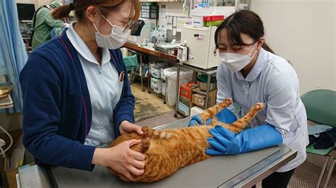 若松獣医科病院で最高のペットケアを受けましょう