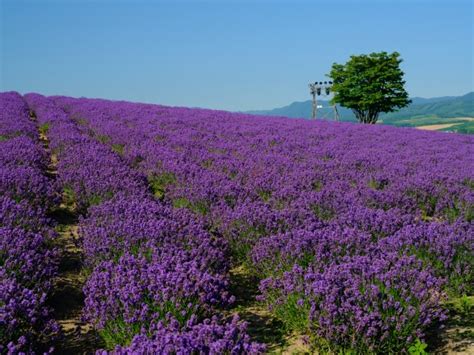 茨城県で楽しめるラベンダーの絶景スポットと栽培・活用法