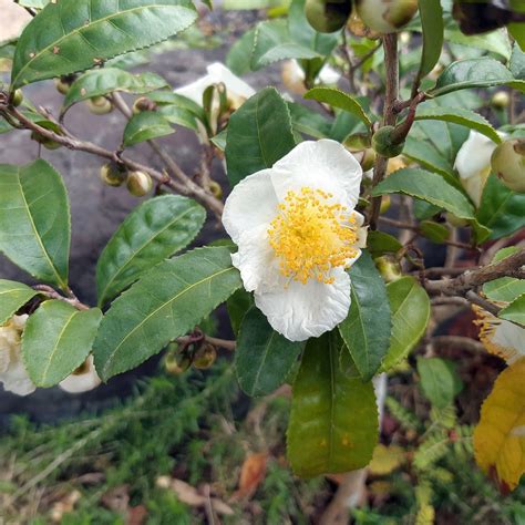 茶の花の魅力を徹底解説：種類、育て方、活用法と注意点