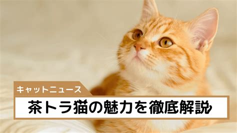 茶トラ猫の完全ガイド: 性格、健康、お手入れ