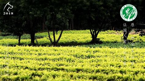 茶園風光無限