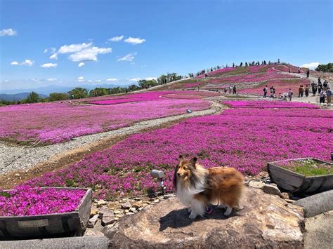 茶臼山高原ドッグランで愛犬との楽しいひとときを