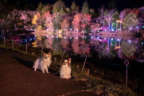 茶臼山高原ドッグランで愛犬と楽しむための完全ガイド