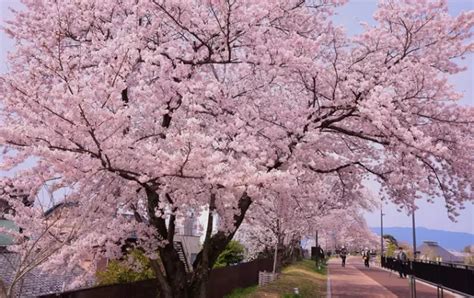 草津 市