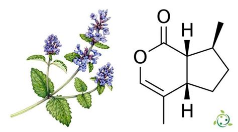 荊芥內酯（nepetalactone）