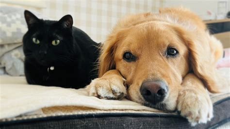 菜の花と犬の安全な共存のための総合ガイド