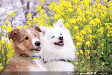 菜の花と犬：平和と癒しの共存