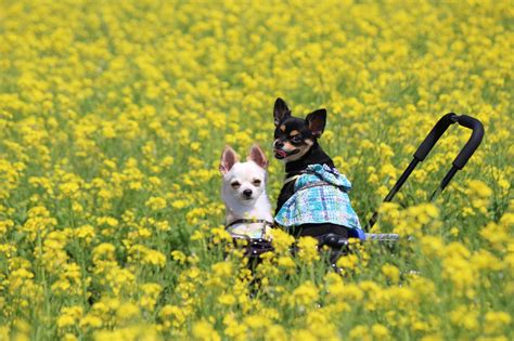 菜の花と犬：満開の菜の花畑で愛犬と楽しむ春の散歩