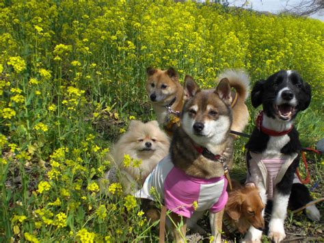 菜の花どうぶつ病院でペットの健康を最優先にする