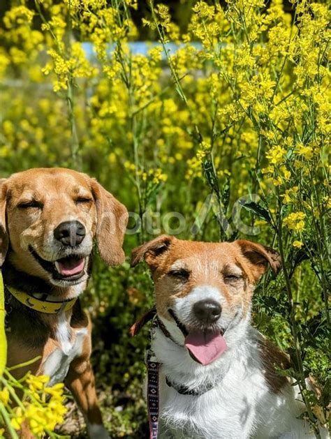 菜の花に咲く犬の笑顔